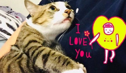 用爱拔去防心！浪猫历经10个多月才给摸抱(图1)