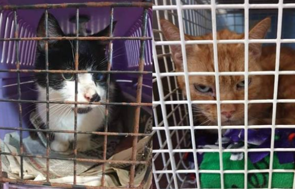 老人意外住院 15只猫咪被困房内个月 开门后眼前景象让人心惊肉跳(图1)