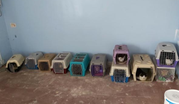 老人意外住院 15只猫咪被困房内个月 开门后眼前景象让人心惊肉跳(图2)