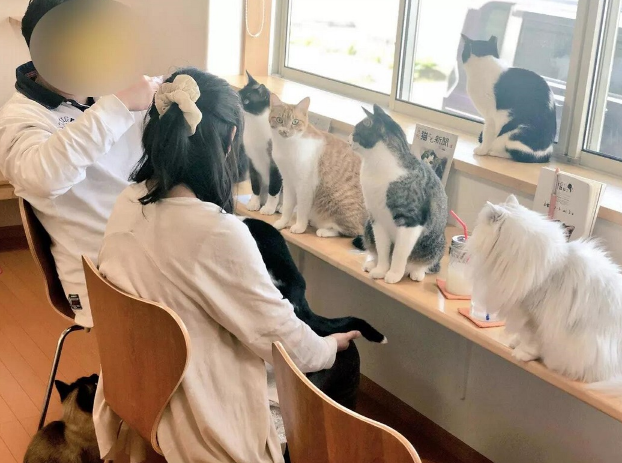 推拿按摩店聘23只猫咪当技师 点都守规矩 客人狂呼要投诉！(图1)