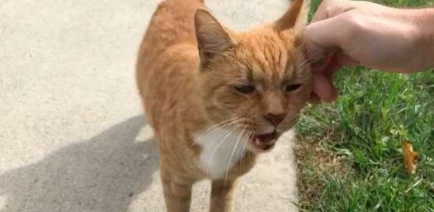 外国男子幸遇橘猫老街坊总要蹭讨摸(图2)