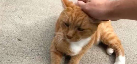 外国男子幸遇橘猫老街坊总要蹭讨摸(图1)