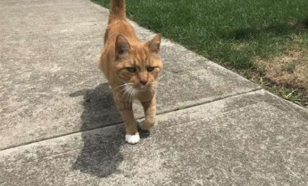 外国男子幸遇橘猫老街坊总要蹭讨摸(图3)