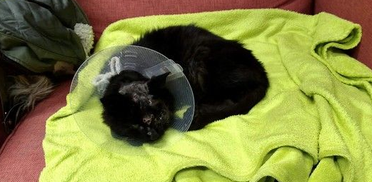 西班牙发生了什么残忍虐猫案小猫身中18颗子弹奇迹能够存活(图2)