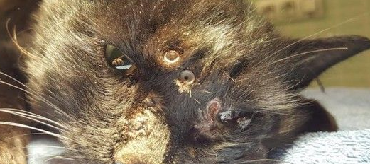 西班牙发生了什么残忍虐猫案小猫身中18颗子弹奇迹能够存活(图1)