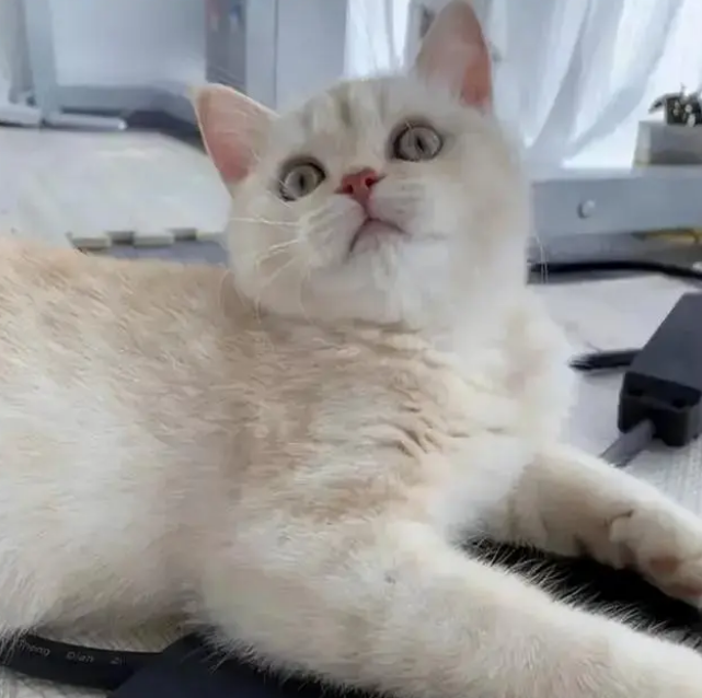 23岁女生“带薪撸猫” 月薪六千 朝九晚五还有一个休两天(图4)