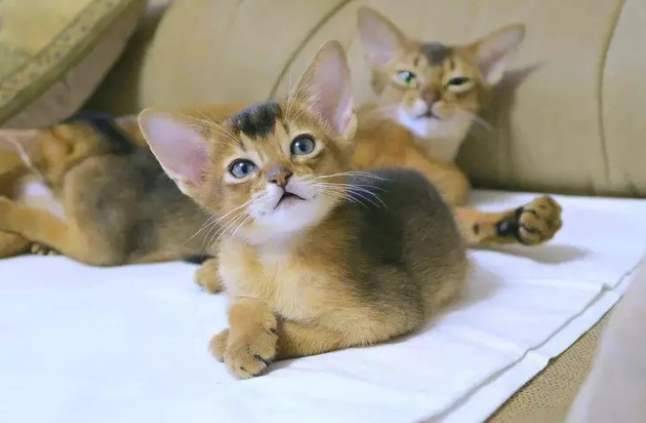 23岁女生“带薪撸猫” 月薪六千 朝九晚五还有一个休两天(图5)