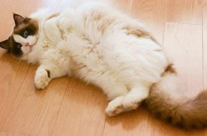 保险日报：养宠物甚比养娃！给猫猫狗狗买保险能去拯救铲屎官们的钱包吗？(图1)