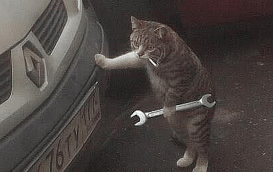 主人起床上班 上班 发现到猫咪躲在车旁鬼头鬼脑 慢慢走近再一看登时不淡定了(图1)