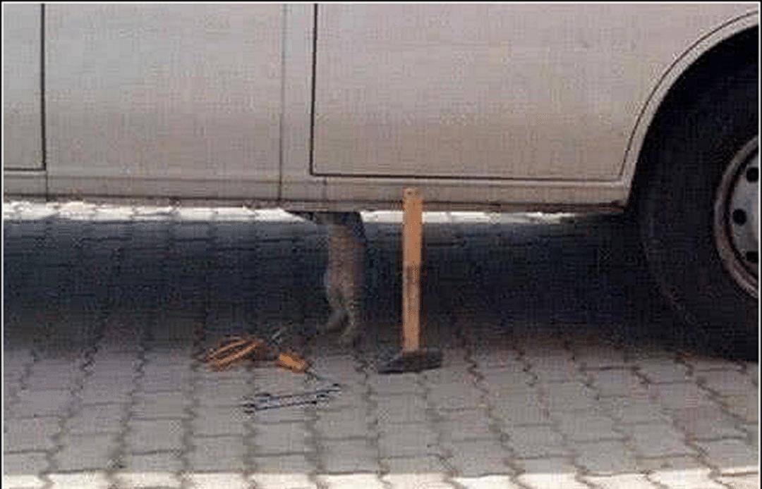 主人起床上班 上班 发现到猫咪躲在车旁鬼头鬼脑 慢慢走近再一看登时不淡定了(图2)