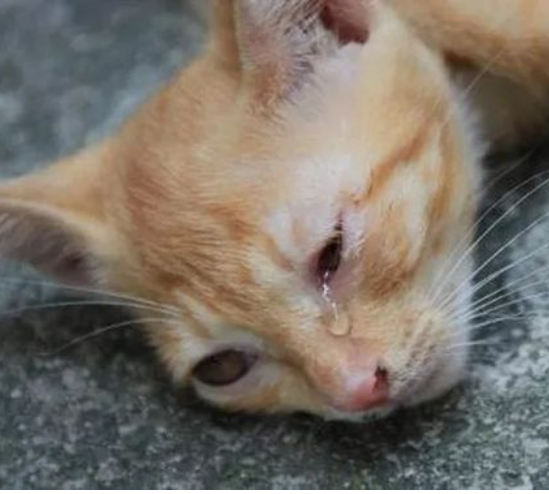 男子领养猫后向原主人追讨裸照和钱 被拘时已杀6猫(图1)