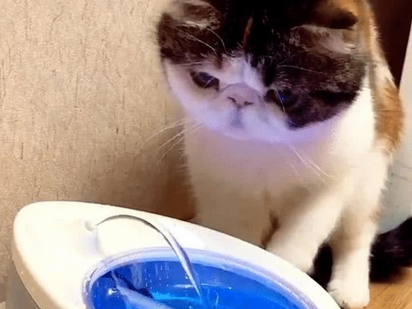 给猫咪买了个饮水机 认为它明白怎莫用 最后猫咪的举动看上去像二哈(图1)