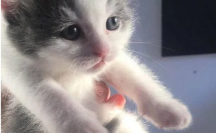 同学带猫上课被抓现行 老师摸了一把 下一秒猫咪走上猫生巅峰(图1)