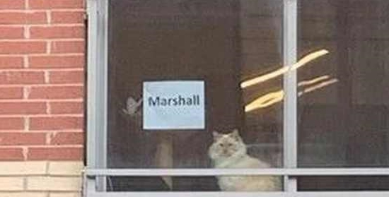 对面的铲屎官看上来 便利贴给我留言苦等42天再次问到对面美猫芳名(图1)