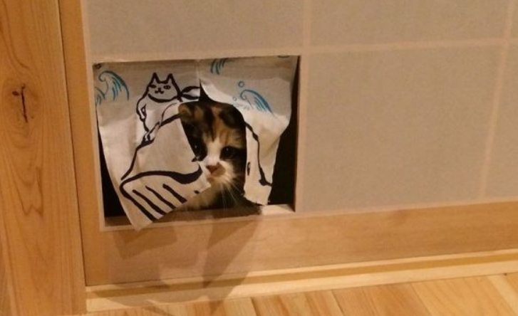 喵星人爱撞纸拉门猫奴索性新的改造辟出猫门(图1)