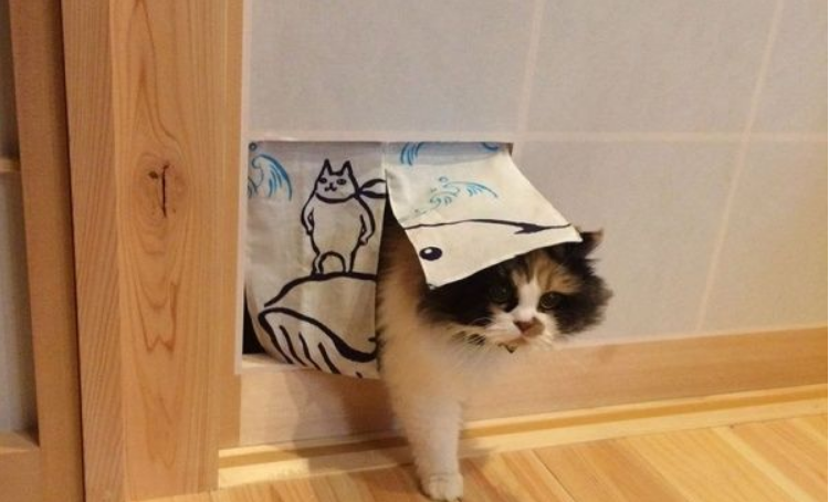 喵星人爱撞纸拉门猫奴索性新的改造辟出猫门(图2)