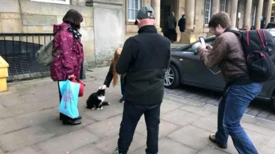 小奶猫在车站等妈妈 却被人类“套路”了11年 脏活累活全是它！(图3)