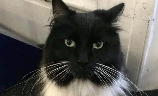 小奶猫在车站等妈妈 却被人类“套路”了11年 脏活累活全是它！(图2)