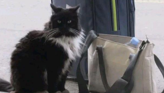 小奶猫在车站等妈妈 却被人类“套路”了11年 脏活累活全是它！(图4)
