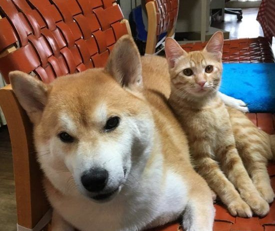 主人带到流浪吧小猫让没了猫咪好友的柴柴很开心不(图4)