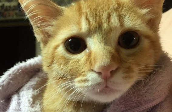 主人带到流浪吧小猫让没了猫咪好友的柴柴很开心不(图1)