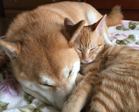 主人带到流浪吧小猫让没了猫咪好友的柴柴很开心不(图3)