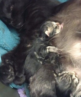 这只黑猫早上都来一家人门前咪咪叫很清楚原因后邪恶的笑(图1)