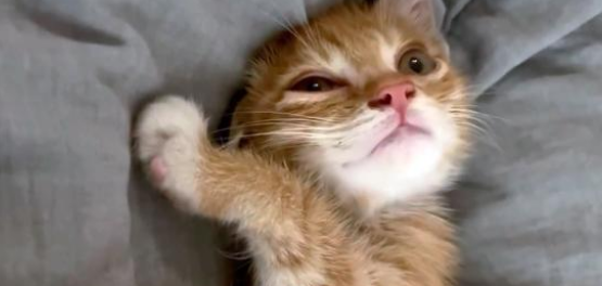 奄奄一息的小流浪猫 被好心女孩去救助 它判断用自己的余生去报恩(图1)