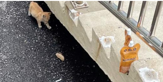 奄奄一息的小流浪猫 被好心女孩去救助 它判断用自己的余生去报恩(图3)