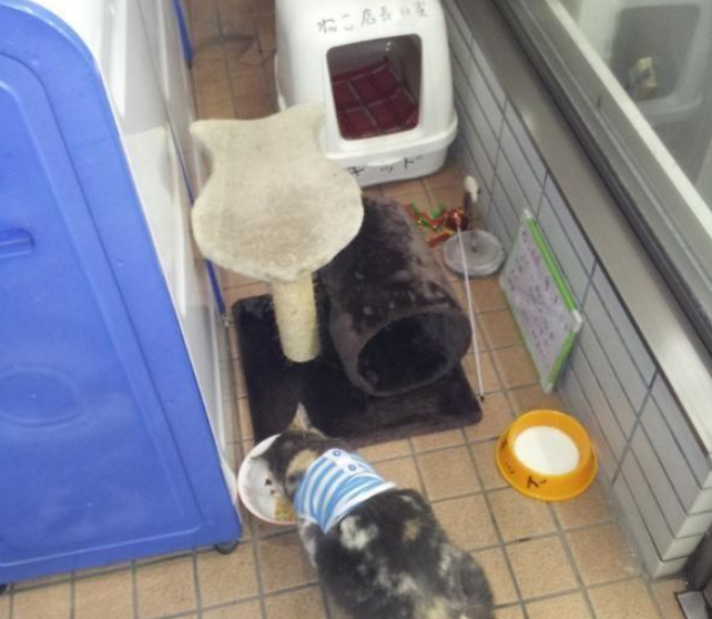 漂泊猫咪把超市当做自己家 吃完就睡 店主十分困扰(图2)