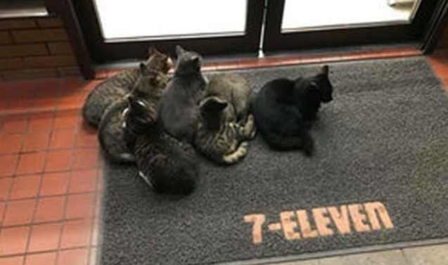 漂泊猫咪把超市当做自己家 吃完就睡 店主十分困扰(图1)