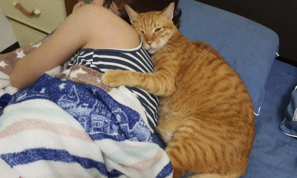 主人出门去2天 猫咪紧紧抱住着她不愿意放!橘猫都这么大黏人吗?(图2)