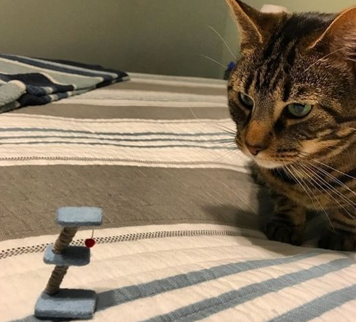 主人可以上网买猫柱实品送进来却长那样连猫都看傻眼(图1)