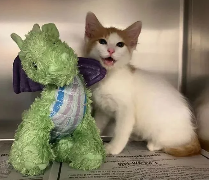 小猫咪要做绝育 主人给它一个玩具陪着 而医生把玩具也做绝育了(图1)