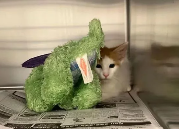 小猫咪要做绝育 主人给它一个玩具陪着 而医生把玩具也做绝育了(图2)