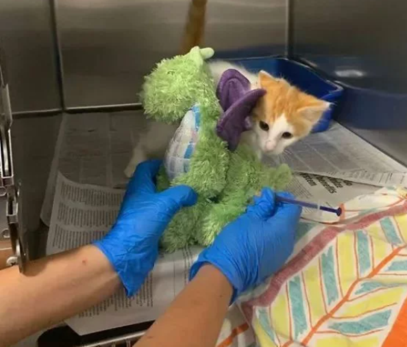 小猫咪要做绝育 主人给它一个玩具陪着 而医生把玩具也做绝育了(图3)