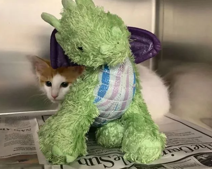 小猫咪要做绝育 主人给它一个玩具陪着 而医生把玩具也做绝育了(图4)