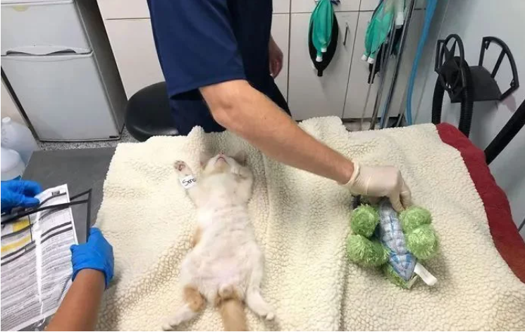 小猫咪要做绝育 主人给它一个玩具陪着 而医生把玩具也做绝育了(图5)