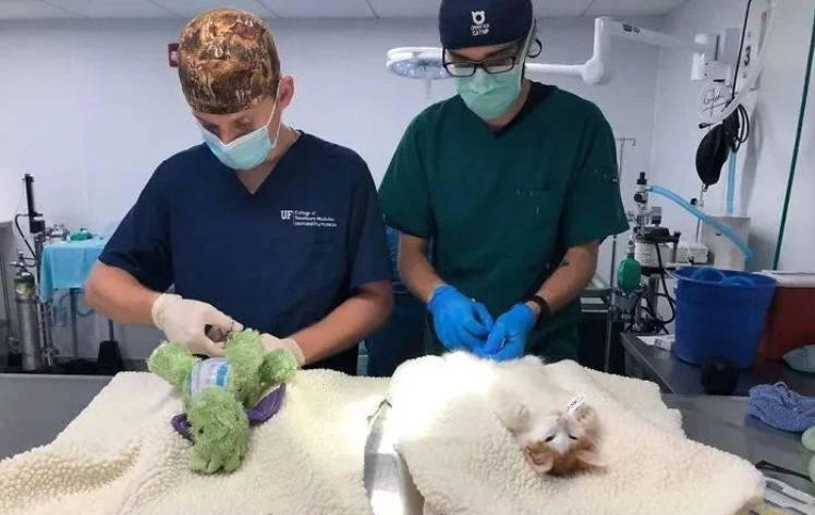 小猫咪要做绝育 主人给它一个玩具陪着 而医生把玩具也做绝育了(图6)