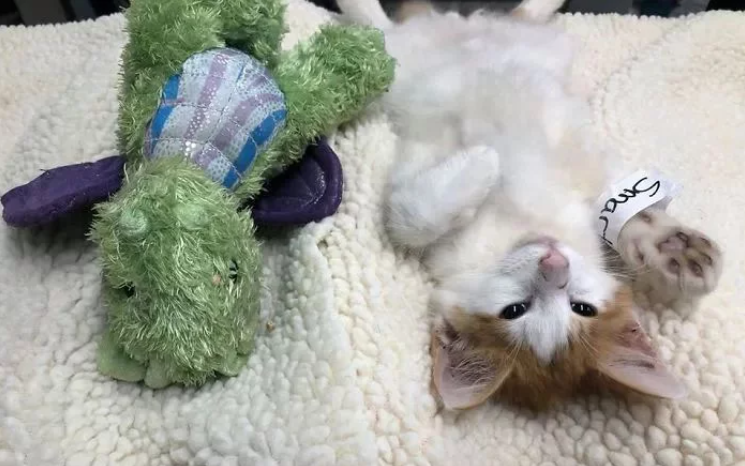 小猫咪要做绝育 主人给它一个玩具陪着 而医生把玩具也做绝育了(图7)