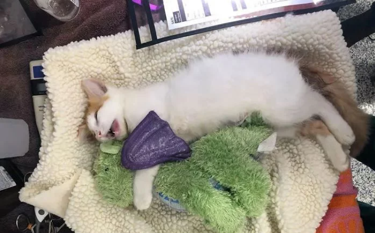 小猫咪要做绝育 主人给它一个玩具陪着 而医生把玩具也做绝育了(图8)