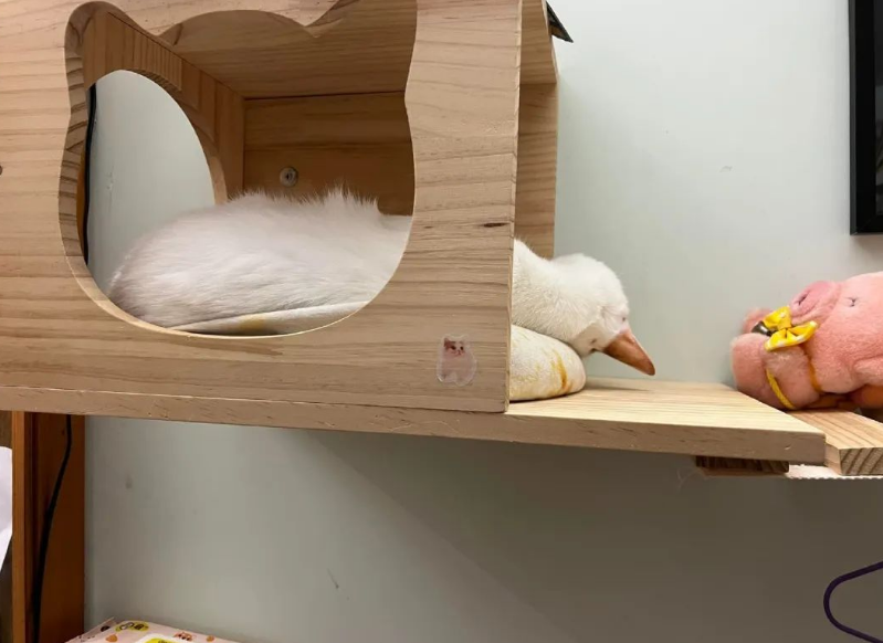 网友晒出了几张猫片 却不能看见了一只“鸭子”…骗鬼呢？(图1)