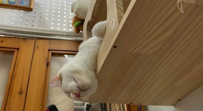 网友晒出了几张猫片 却不能看见了一只“鸭子”…骗鬼呢？(图2)