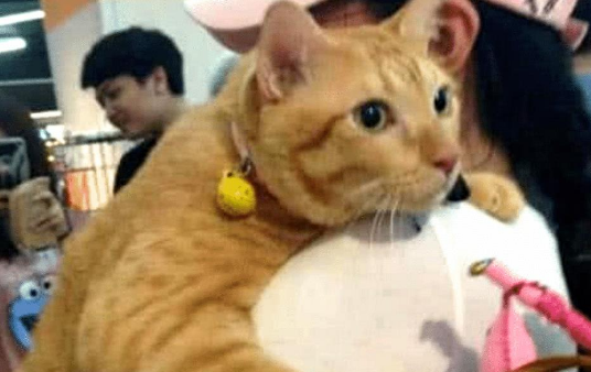 女子拉着橘猫去逛商场 没一会却引来众人看热闹 网友:好好活着不如猫(图1)