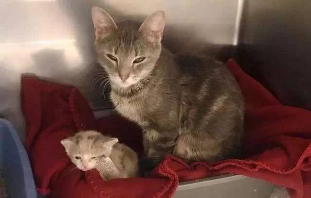 流浪猫妈带孩子上街买菜讨食 却被那些猫袭击 阿姨看不开去直接投诚(图2)