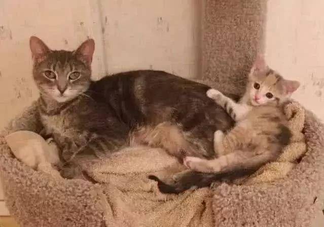 流浪猫妈带孩子上街买菜讨食 却被那些猫袭击 阿姨看不开去直接投诚(图5)