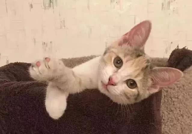 流浪猫妈带孩子上街买菜讨食 却被那些猫袭击 阿姨看不开去直接投诚(图6)