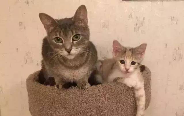 流浪猫妈带孩子上街买菜讨食 却被那些猫袭击 阿姨看不开去直接投诚(图7)