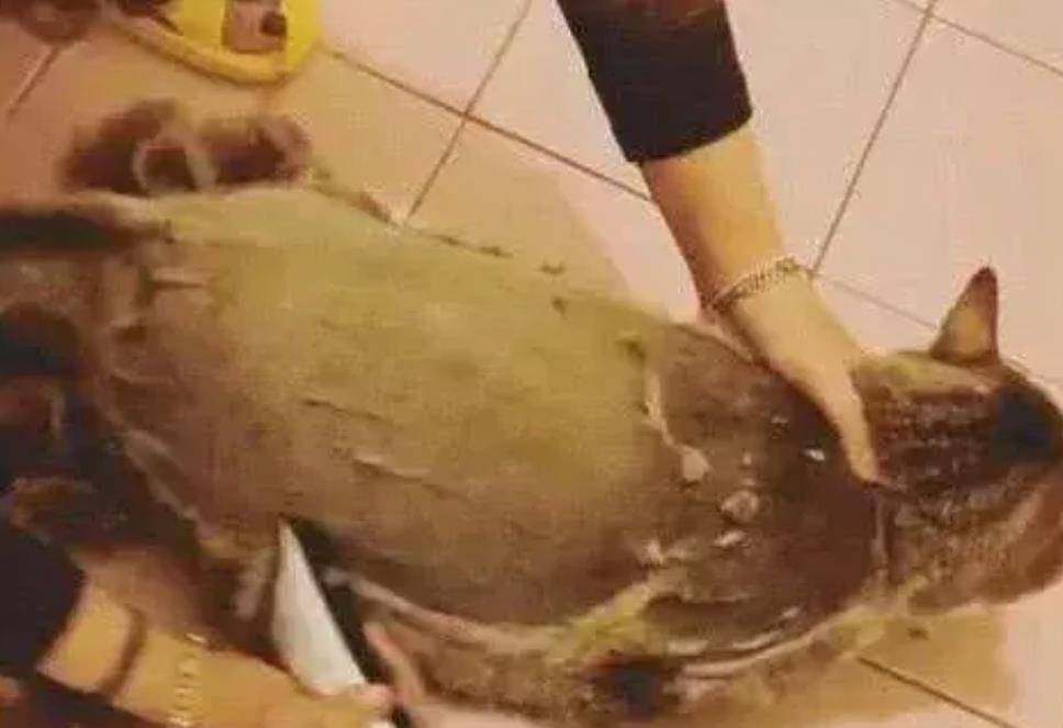 橘猫肚子越来越强 主人认为怀宝宝了 刮掉毛后主人笑喷了(图2)