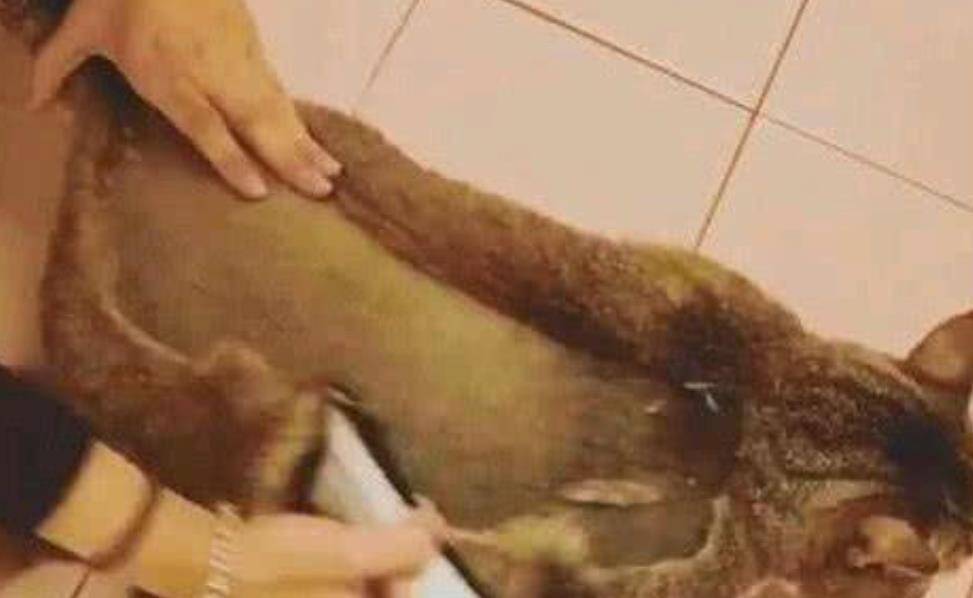 橘猫肚子越来越强 主人认为怀宝宝了 刮掉毛后主人笑喷了(图1)